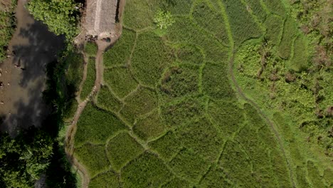 4K-Luftaufnahmen-Von-Oben-Nach-Unten-Mit-Kran-Von-Den-Feldern-Im-Dorf-Mon,-Nagaland
