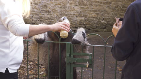 Giant-Anteater-extends-long-tongue-to-the-bottom-of-a-bottle-to-eat-termites-during-wedding-experience-at-a-zoo