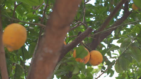 Pan-shot-of-a-lemon-tree-closeup-,-located-at-Kalamata,-Greece
