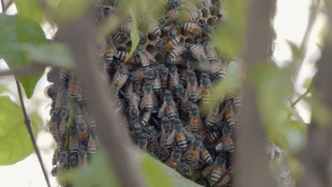Close-Shot-of-a-Bee-Colony-Swarming-Over-a-Honeycomb-Structure-Through-the-Branches