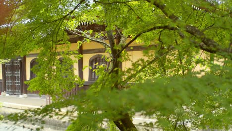 Hermosas-Hojas-Verdes-De-Momiji-Con-Un-Templo-Al-Fondo-En-Kyoto,-Japón-Iluminación-Suave-4k