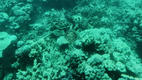 Kleine-Grüne-Meeresschildkröte-Schwimmt-Davon,-Great-Barrier-Reef,-Queensland,-Australien