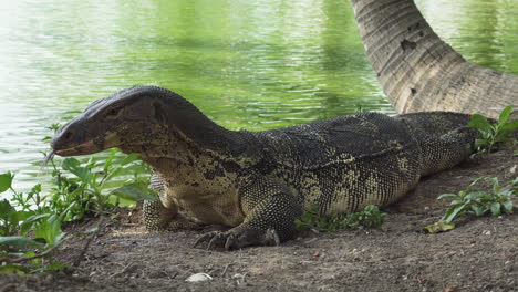 A-monitor-lizard-lurks-near-the-water's-edge-alter-while-hunting-in-the-wild