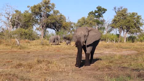 Elefante-Africano-De-Sabana-Con-Tronco-Mojado-Y-Piernas-Camina-Hacia-La-Cámara