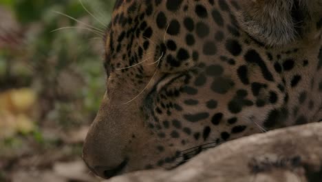 jaguar-sleeping-close-up-still-dangerous-but-cute