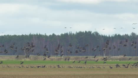 Large-tundra-bean-goose-group-resting-and-flying-away-in-a-green-grassland-during-migration-season,-medium-shot-from-a-distance