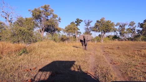 Erwachsener-Afrikanischer-Buschelefant-Warnt-Safari-Gäste-Mit-Bluff-Gebühren