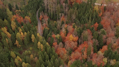 Aerial-tilt-up-of-road-running-through-autumn-forest