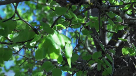 Grüne-Waldblätter-Im-Sonnenlicht-Fokus-Ziehen