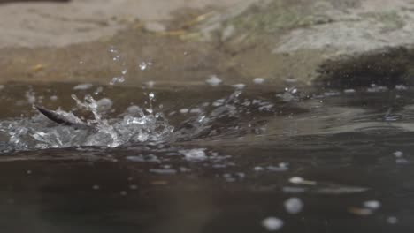 Otter-Läuft-Und-Springt-In-Superzeitlupe-Ins-Wasser