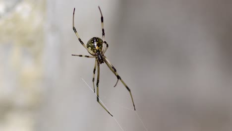 Brown-widow-spider-on-its-web,-gently-moved-by-the-breeze