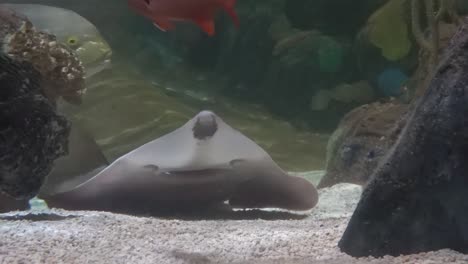 Gitarrenhai,-Der-In-Einem-Aquarium-Schwimmt