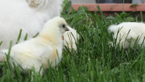 small-beautiful-silk-chickens-walking-in-the-grass-with-their-mother