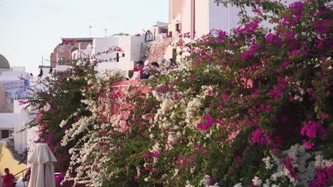 Close-up-of-colorful-flowers-to-a-wide-shot-of-a-coastal-village-at-Santorini,-Greece