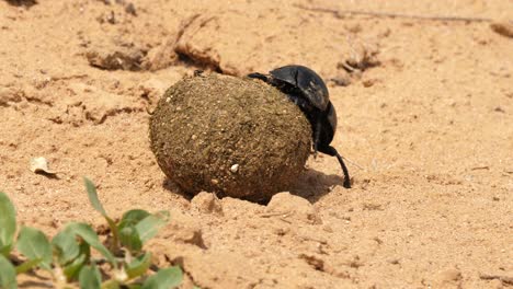 Macro-shot-of-a-dung-beetle-rolling-a-dung-ball-over-arid,-dry-land