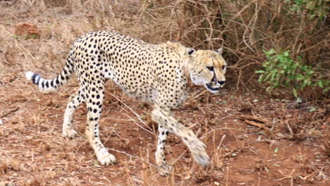 Adult-cheetah-with-collar-walks-along-the-roadside-in-Thanda-Reserve