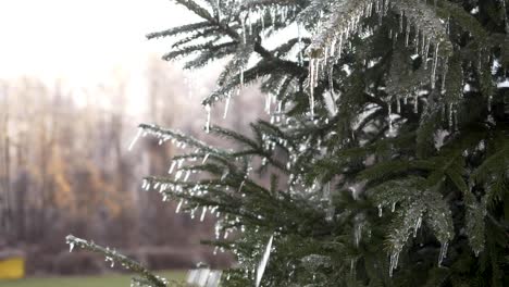 SLOW-MOTION:-A-static-shot-of-a-conifer-Christmas-tree-with-frozen-icicles-hanging-off-the-pine-needles-gently-blowing-in-the-wind