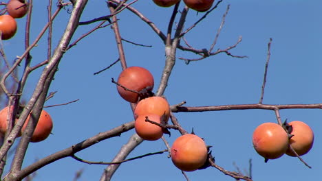 tight-shot-of-persimmons-on-branch