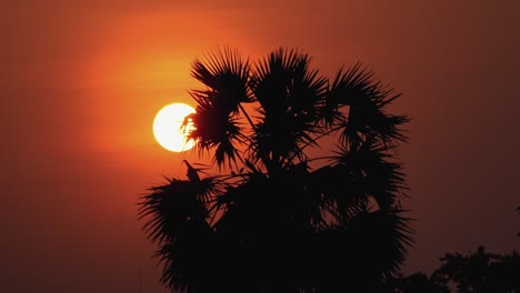 Zeitraffer-Eines-Orangefarbenen-Sonnenuntergangs-Hinter-Einer-Silhouette-Einer-Palme