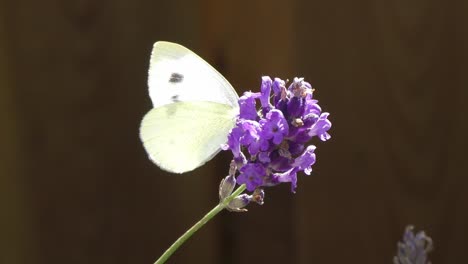 Schmetterling,-Der-Um-Eine-Lavendelpflanze-Herumfliegt