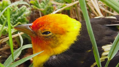 A-cute-little-Western-Tanager-bird-resting-and-breathing-and-blinking-his-eye
