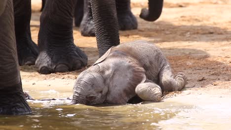 Bebé-Elefante-Sediento-Aún-No-Ha-Aprendido-A-Beber-Con-Su-Trompa