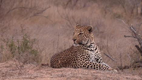 Ein-Männlicher-Leopard-Ruht-In-Der-Trockenen-Brise-Der-Savanne