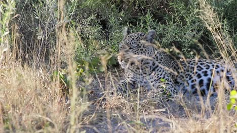 Leopardo-Africano-Escanea-Los-Alrededores-Desde-Un-Lugar-Cómodo-A-La-Sombra