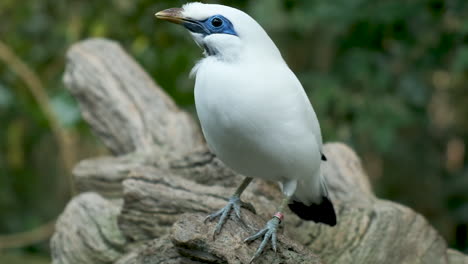 Nahaufnahme-Bali-Myna-Auge-Vogel