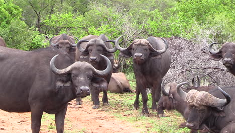 Detail-of-a-herd-of-African-cape-buffalo-in-the-wild,-looking-at-camera