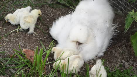 Mother-Chicken-Hen-Watching-Over-Baby-Silkie-Chicks-in-Outdoor-Farm-Field