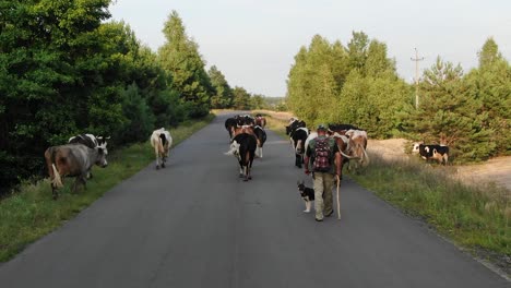 Aerial-View-of-Man-Herding-Cattle-on-a-Country-Road-With-Herding-Dog-During-Sunset