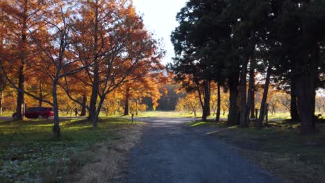 Sunrise-in-Autumn-Japan,-Cars-driving-on-Metasequoia-Namiki-Road