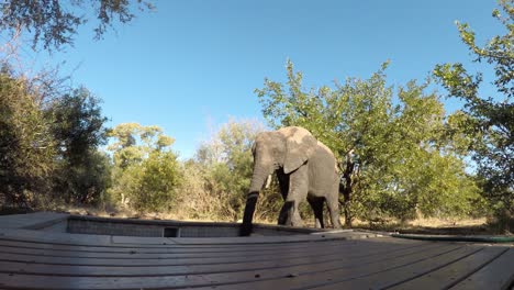 Afrikanischer-Elefant-Trinkt-Wasser-Aus-Einem-Kleinen-Pool-Vor-Dem-Chalet,-Statische-Aufnahme