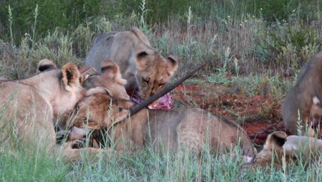 Ein-Rudel-Löwen-Verschlingt-Schnell-Eine-Kürzlich-Getötete-Spießbockantilope