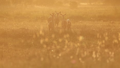 Eine-Herde-Von-Riedböcken-Im-Stimmungsvollen-Goldenen-Abendlicht,-Botswana