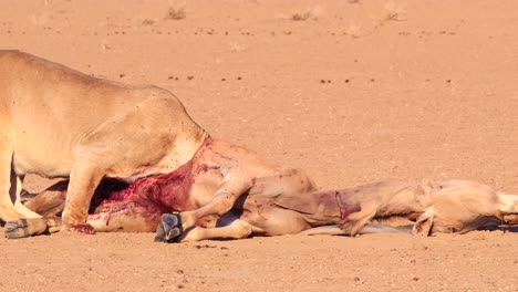 Graphic:-Bloody-lion's-head-from-inside-Eland-carcass,-epic-close-up
