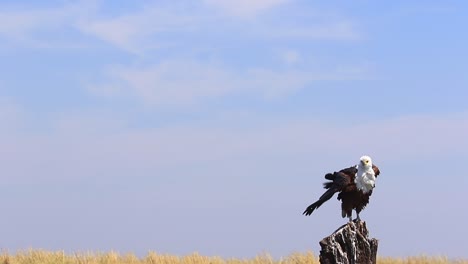Zerzauster-Afrikanischer-Fischadler-Sitzt-Auf-Baumstumpf,-Aufgebläht-Im-Wind