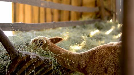 young-brown-alpaca-eating-hay-on-a-wooden-farm