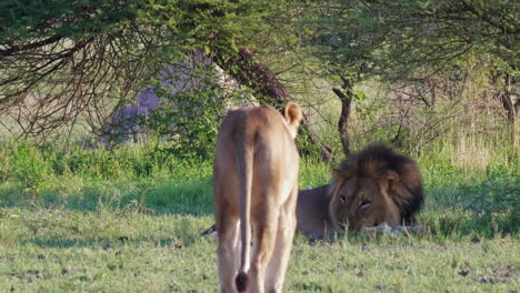 Löwin,-Die-Im-Schatten-Eines-Busches-In-Der-Nxai-Pfanne,-Botswana,-Auf-Einen-Großen-Schwarzmähnenlöwen-Zugeht---Weitschuss
