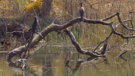 Family-of-beautiful-cormorant-sitting-on-branch-of-water-tree-in-lake,wide-shot