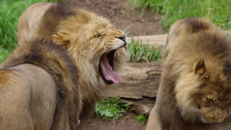 lion-brothers-yawning-slow-motion