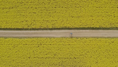 Topshot-of-a-drone-with-the-view-at-a-driving-biker-from-right-to-left-though-a-blooming-yellow-rapeseed-field-straight-from-above