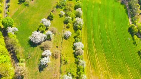 Luftaufnahme-über-Grüne-Felder-Und-Kirschbäume-Bei-Frühlingswetter
