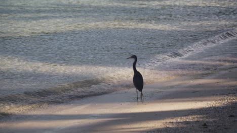 Großer-Riffvogel,-Der-Im-Schatten-Am-Strand-Steht-Und-Auf-Den-Ozean-Blickt