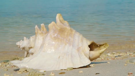 A-Beautiful-Empty-Conch-Washed-Ashore-On-A-Calm-Beach-In-Bonaire