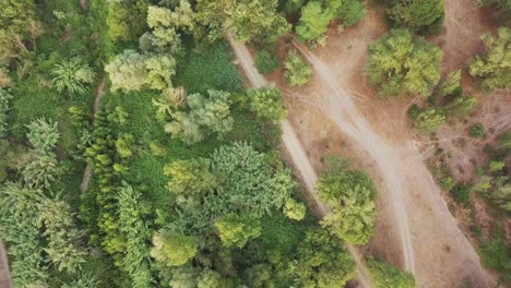 Aerial-top-down-shot-of-a-forest-with-lots-of-green-trees-and-vegetation
