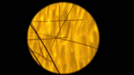 Gelbes-Gel-Mit-Langen-Spitzen-Der-Mikropflanze-Unter-Einem-Mikroskop