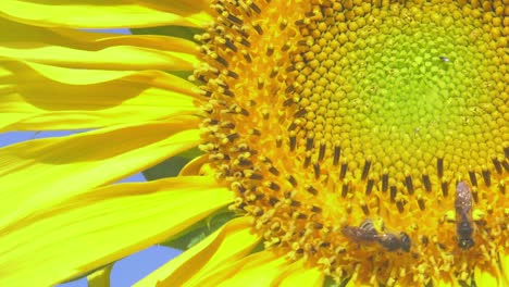 Two-bees-gather-pollen-on-sunflower-on-bright-day