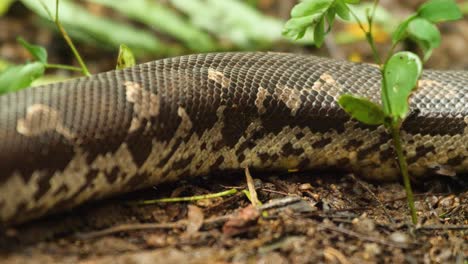 movement-of-a-Sand-Boa-snake-over-the-land-as-each-movement-in-its-body-seen-and-the-wonderful-pattern-on-its-skin-can-be-seen-,-in-India